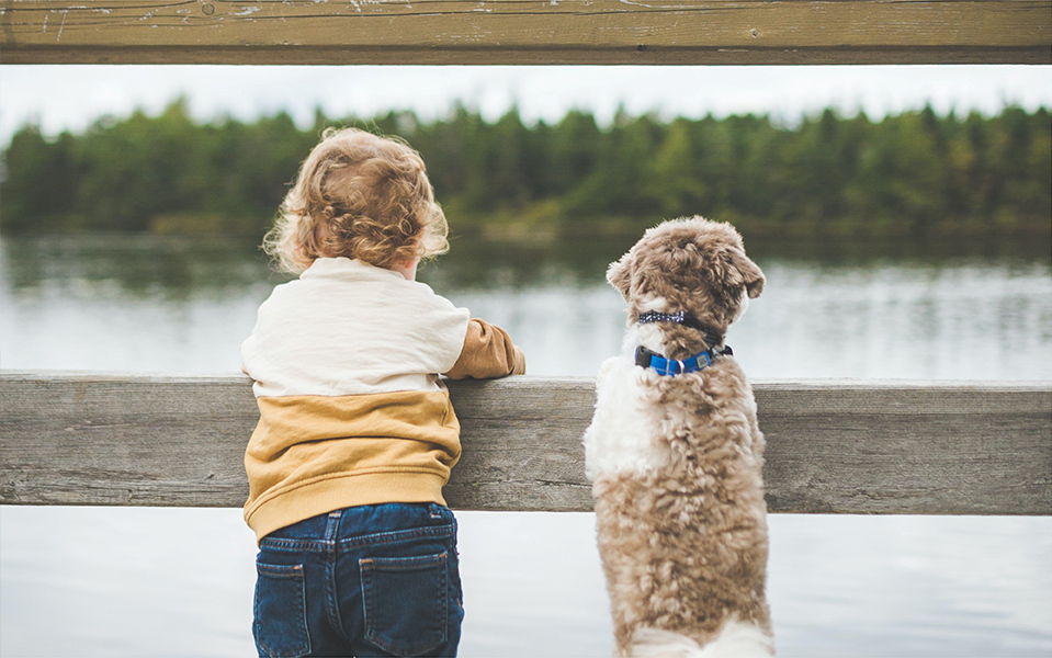  Generation Homes Home Page 17301 0 0 boydog live 