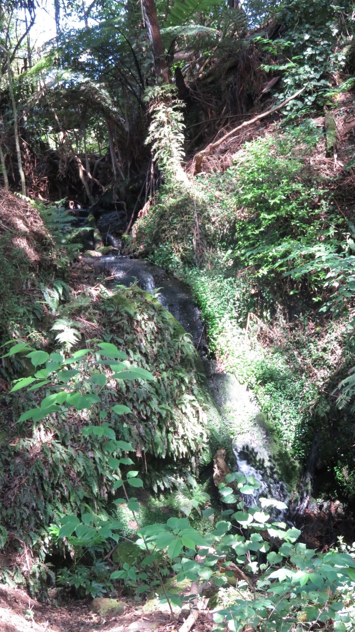  Generation Homes Three Creeks Estate, Tauranga Three Creeks Estate Stream 