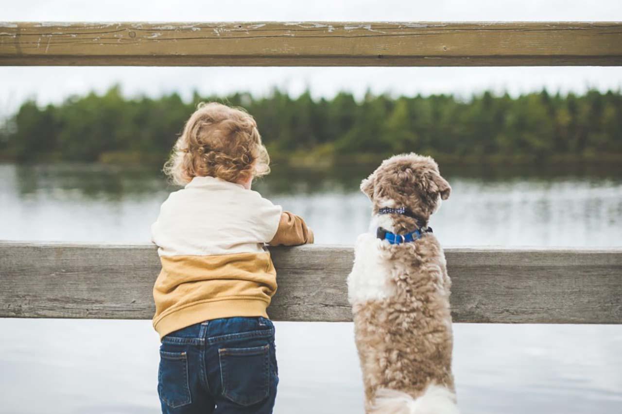  Generation Homes Chartwell, Hamilton Boy Dog 